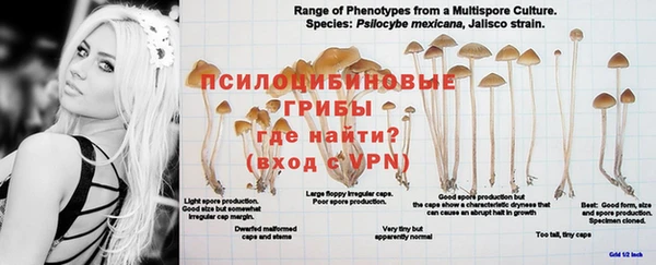 PSILOCYBIN Бугульма